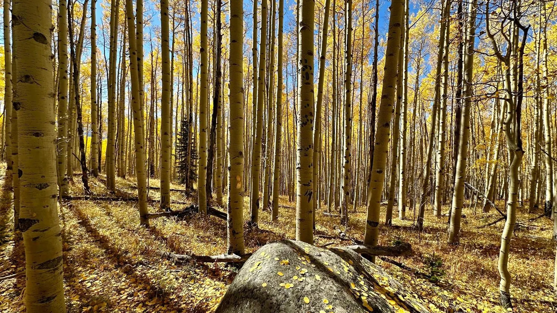 Apartment Highest In Cb With Stunning Views From Porch Crested Butte